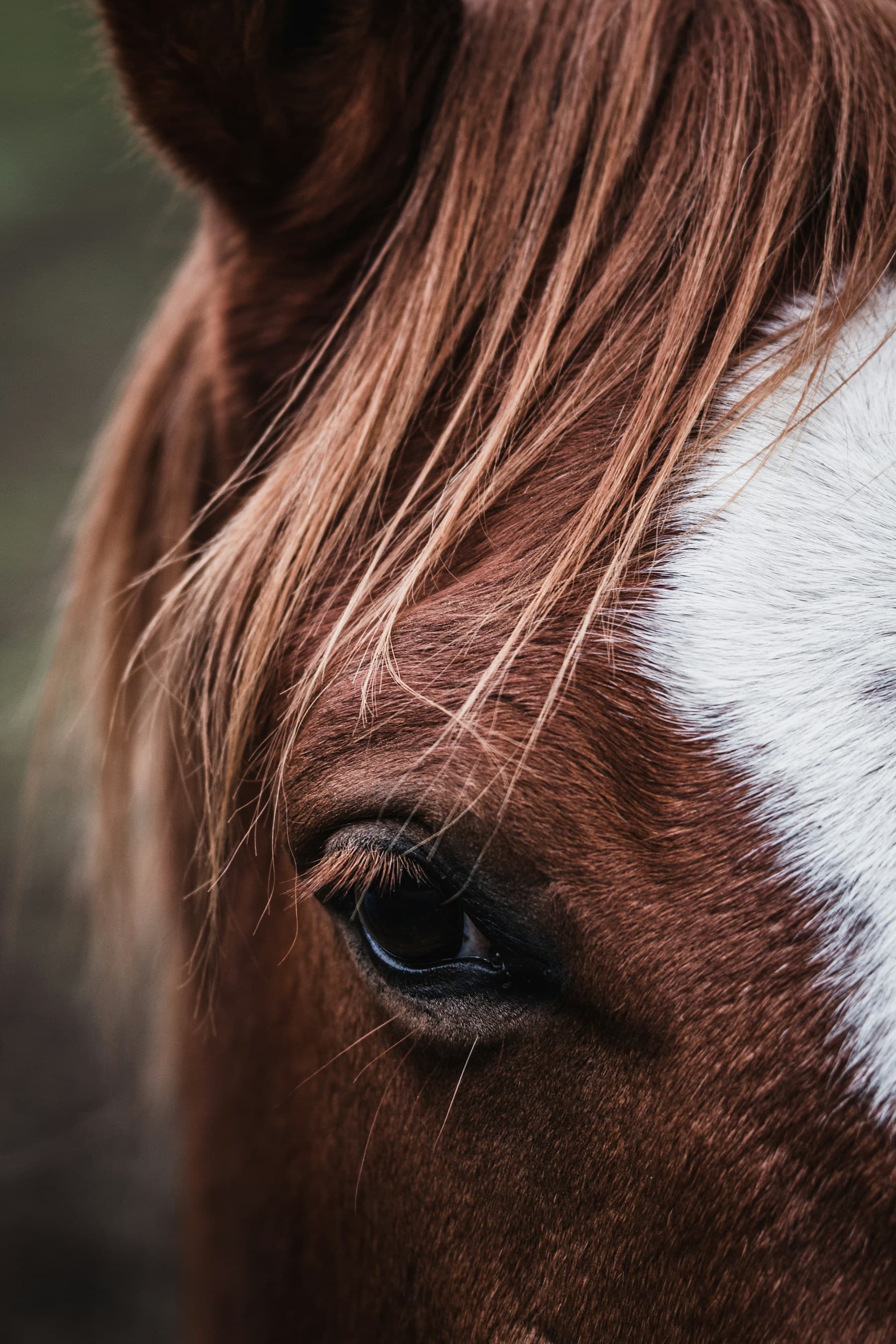 Gros plan sur le regard attentif d’un cheval