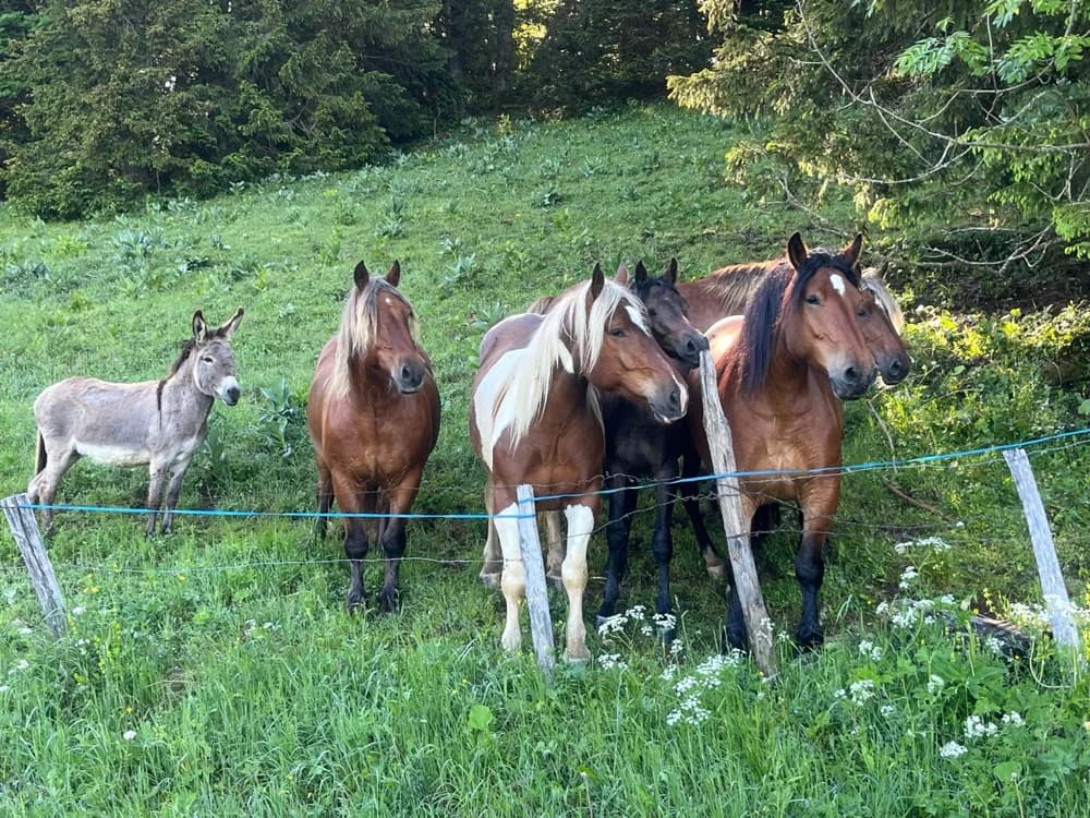 Des chevaux réunis à la lisière du bois