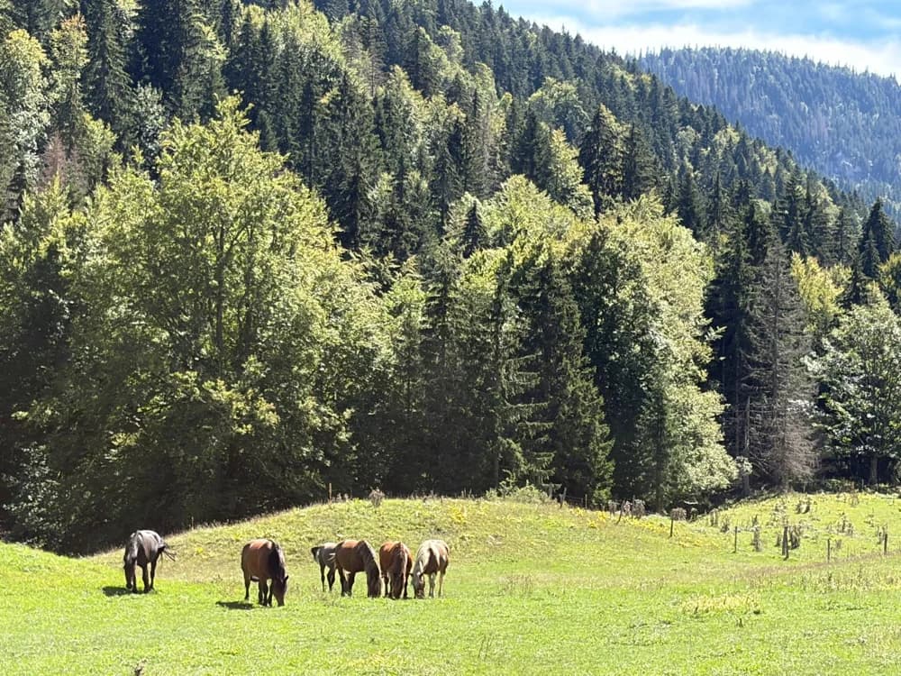 Des chevaux dans une prairie entourée de forêt