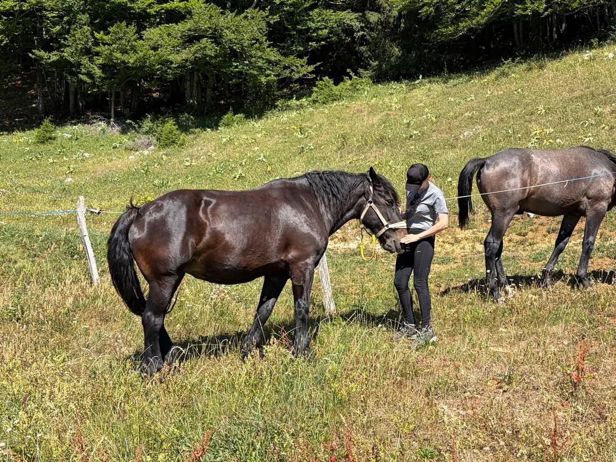 Une personne à pied face à un cheval sombre dans un pâturage