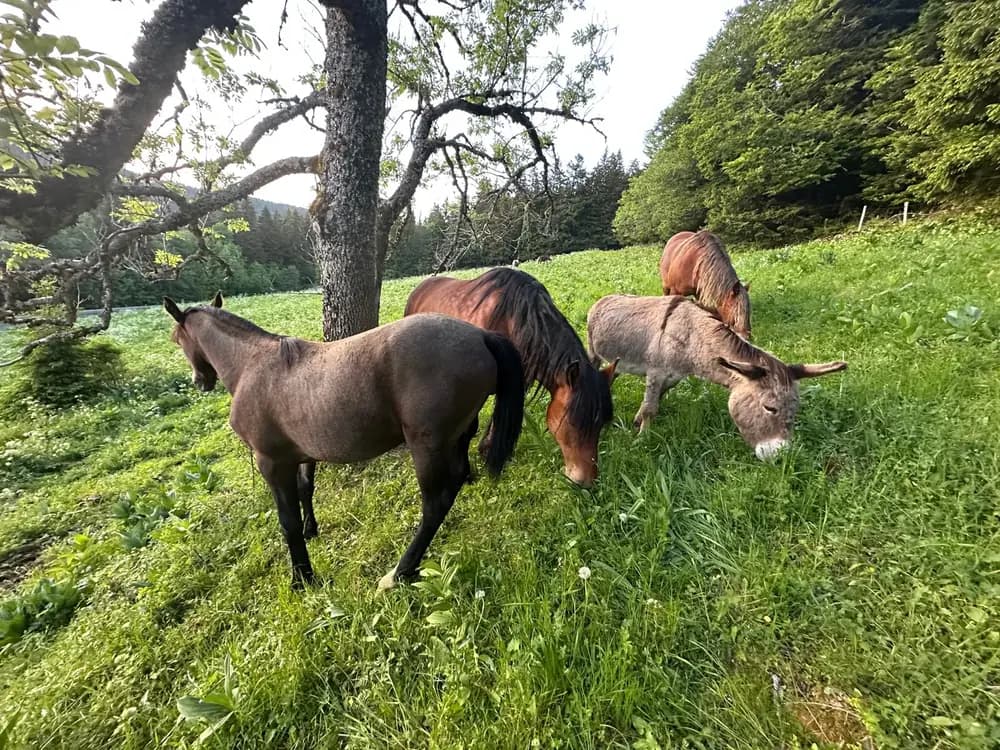 Des chevaux et un âne au pâturage près des arbres